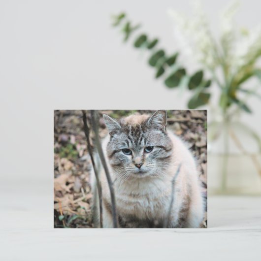 Kat Kaart (Staand voorkant)