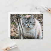 Kat Kaart (Voorkant / Achterkant in situ)