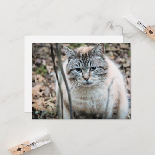 Kat Kaart (Voorkant / Achterkant in situ)