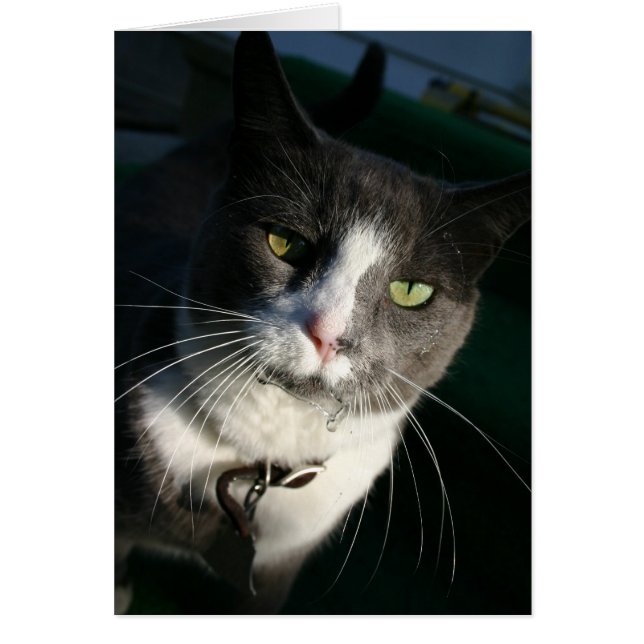 Kat-kaart (Voorkant)