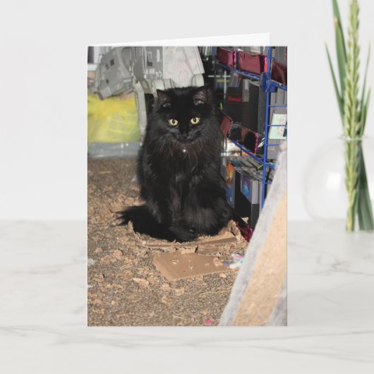 Kat Kaart (Voorkant)