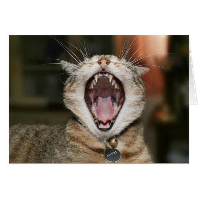 Kat Kaarten (Voorkant Horizontaal)