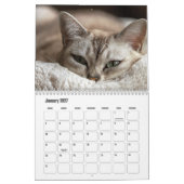 Kat Kalender (Jan 2027)