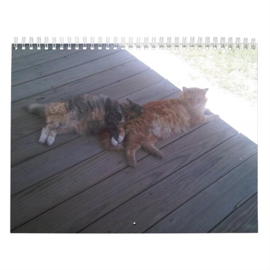 Kat Kalender (Hoes)
