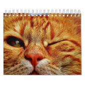 Kat Kalender (Hoes)