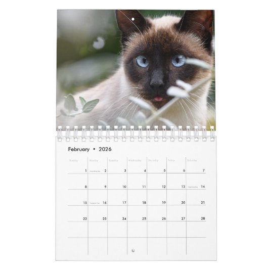 Kat Kalender (Feb 2026)