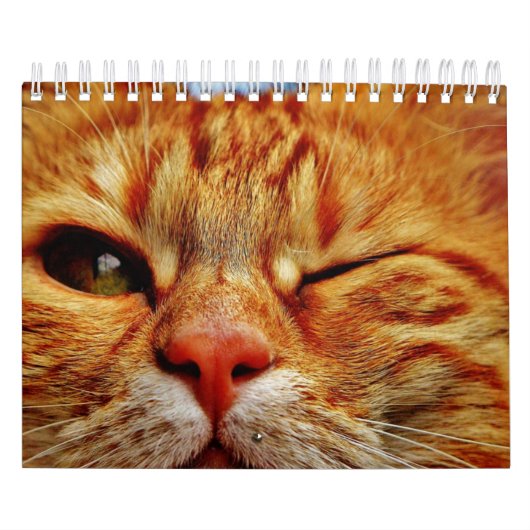 Kat Kalender (Hoes)