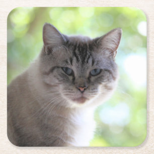 Kat Kartonnen Onderzetters