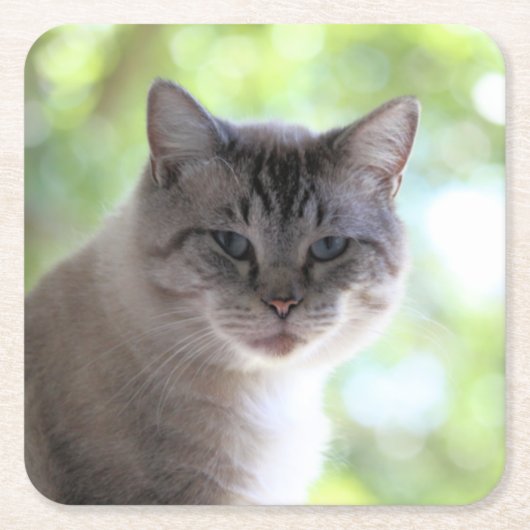 Kat Kartonnen Onderzetters (Voorkant)