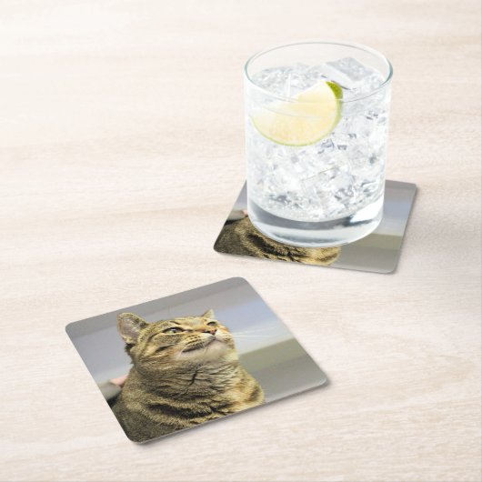 Kat Kartonnen Onderzetters (Insitu)