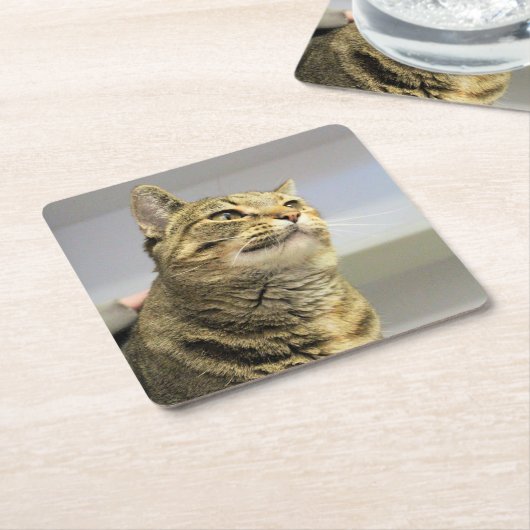 Kat Kartonnen Onderzetters (Schuin)