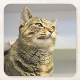 Kat Kartonnen Onderzetters