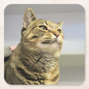 Kat Kartonnen Onderzetters