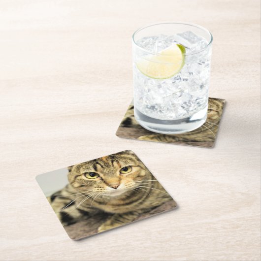 Kat Kartonnen Onderzetters (Insitu)