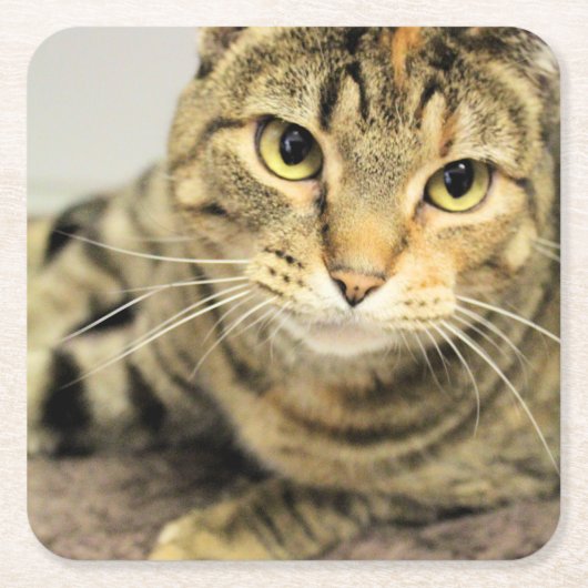 Kat Kartonnen Onderzetters (Voorkant)