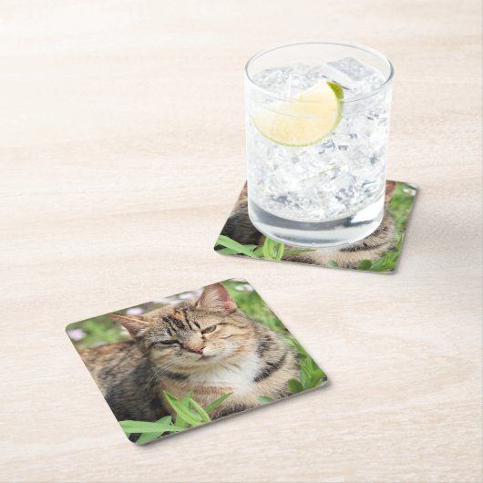 Kat Kartonnen Onderzetters (Insitu)