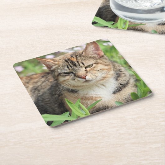 Kat Kartonnen Onderzetters (Schuin)