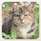 Kat Kartonnen Onderzetters (Voorkant)