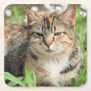 Kat Kartonnen Onderzetters