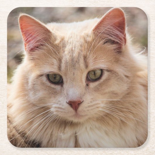 Kat Kartonnen Onderzetters (Voorkant)