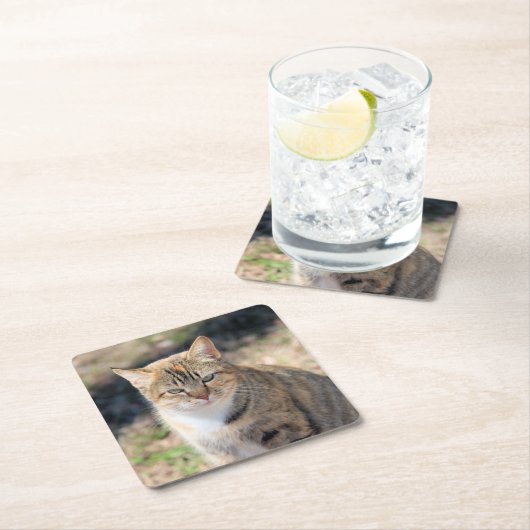 Kat Kartonnen Onderzetters (Insitu)