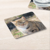 Kat Kartonnen Onderzetters (Schuin)