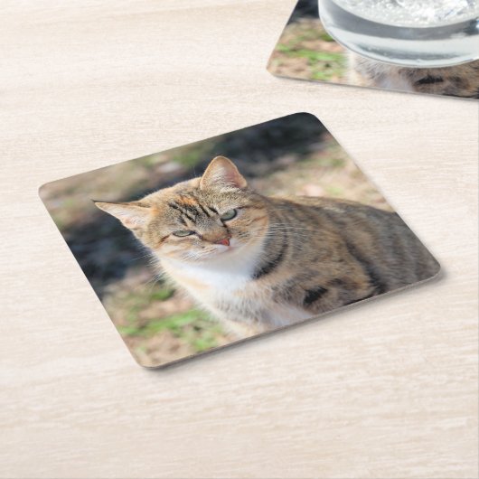 Kat Kartonnen Onderzetters (Schuin)