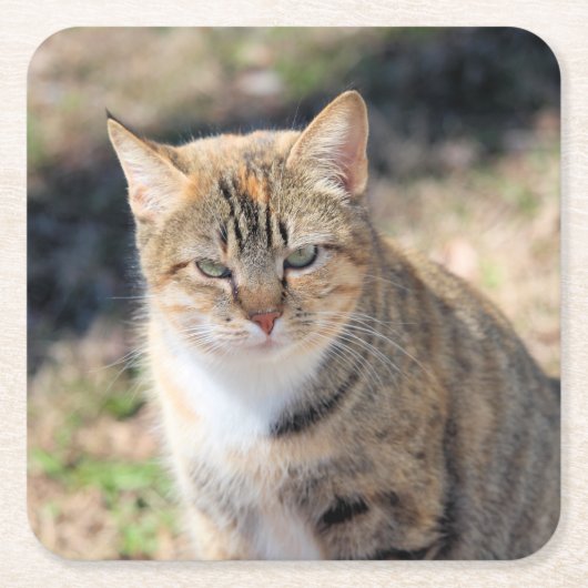 Kat Kartonnen Onderzetters (Voorkant)