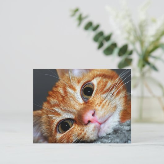 Kat Kat Briefkaart (Staand voorkant)