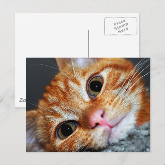 Kat Kat Briefkaart (Voorkant / Achterkant)