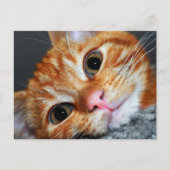 Kat Kat Briefkaart (Voorkant)