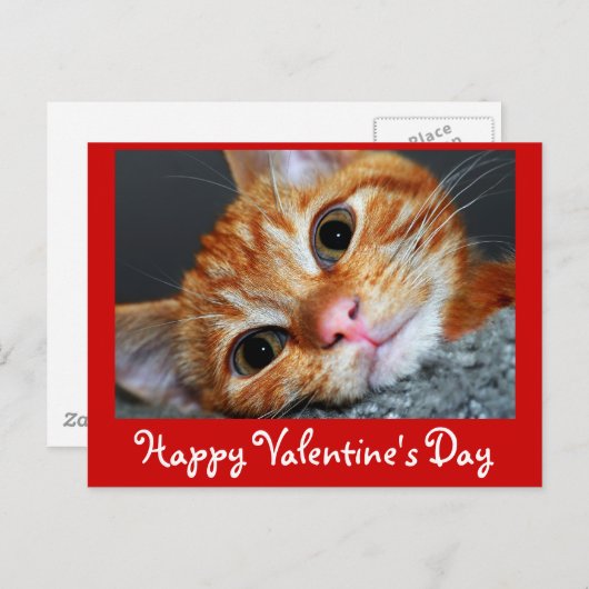 Kat Kat Feestdagenkaart (Voorkant / Achterkant)