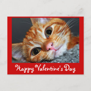 Kat Kat Feestdagenkaart