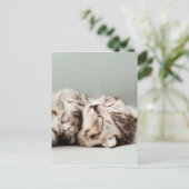 Kat, kat, schattige kat, schattige katten, schatti briefkaart (Staand voorkant)