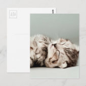 Kat, kat, schattige kat, schattige katten, schatti briefkaart (Voorkant / Achterkant)