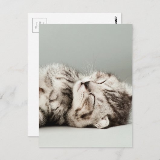 Kat, kat, schattige kat, schattige katten, schatti briefkaart (Voorkant / Achterkant)