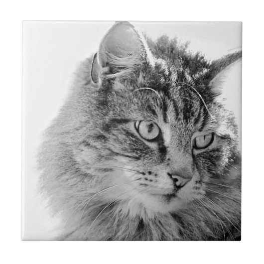 Kat-katkant van fluffy tegeltje (Voorkant)