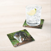 Kat - Katten - Onderzetter van de Drink (Insitu)