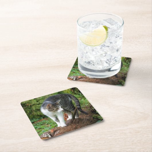 Kat - Katten - Onderzetter van de Drink (Insitu)