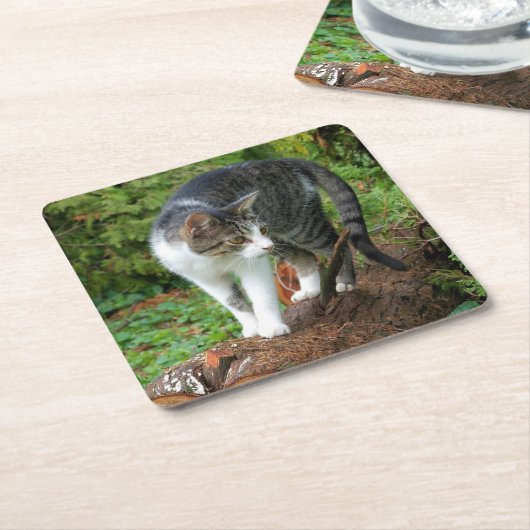 Kat - Katten - Onderzetter van de Drink (Schuin)