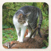 Kat - Katten - Onderzetter van de Drink (Voorkant)