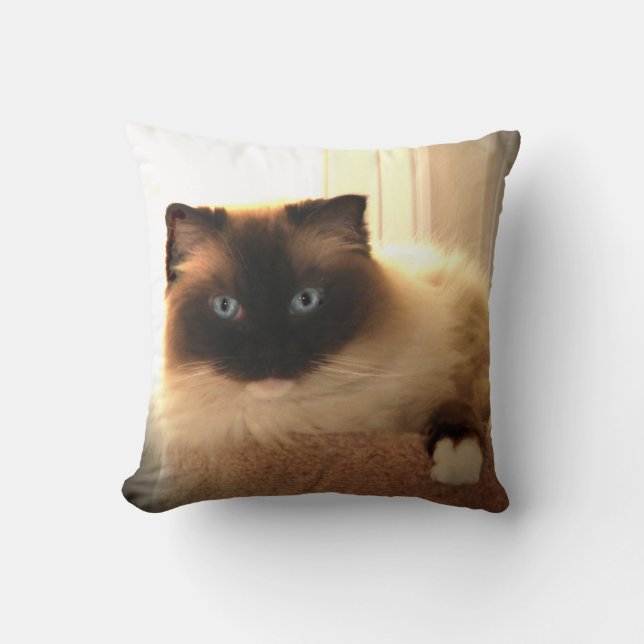 Kat Katten Ragdoll Ragpopup Blue Eyes Pillow Kussen (Voorkant)