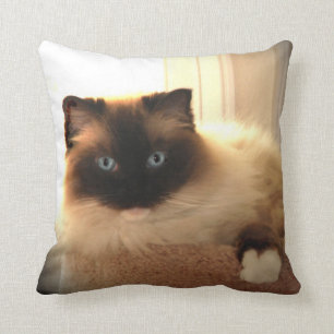 Kat Katten Ragdoll Ragpopup Blue Eyes Pillow Kussen