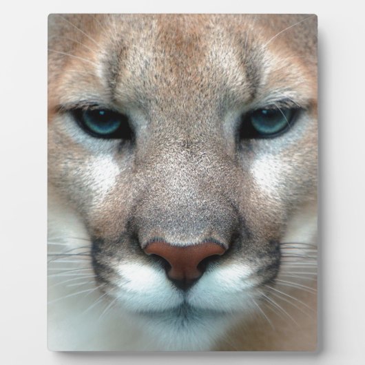 Kat Katten wilde streepprint doe-het-zelf jubilea Fotoplaat (Voorkant)