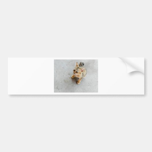 Kat-kattenkattenkatje Bumpersticker (Voorkant)