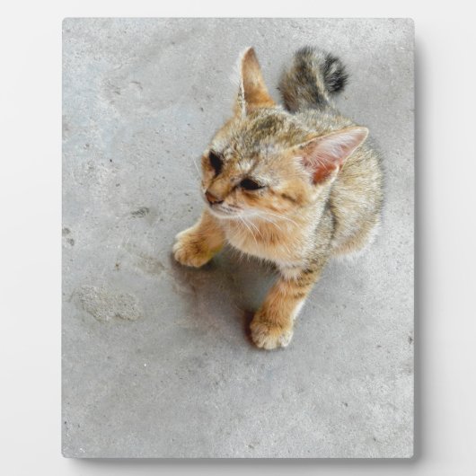 Kat-kattenkattenkatje Fotoplaat (Voorkant)
