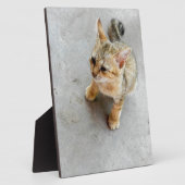 Kat-kattenkattenkatje Fotoplaat (Zijkant)
