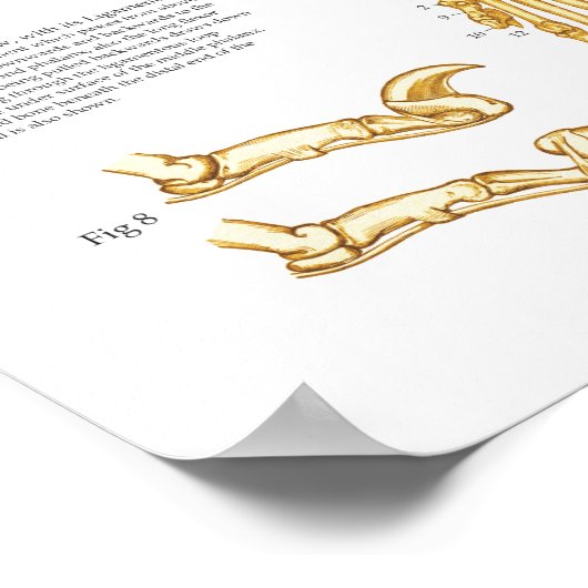 Kat kattenleuf Poster voor skeletanatomie 24 x 36  (Hoek)