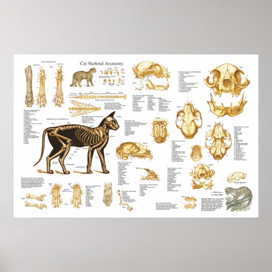 Kat kattenleuf Poster voor skeletanatomie 24 x 36  (Voorkant)