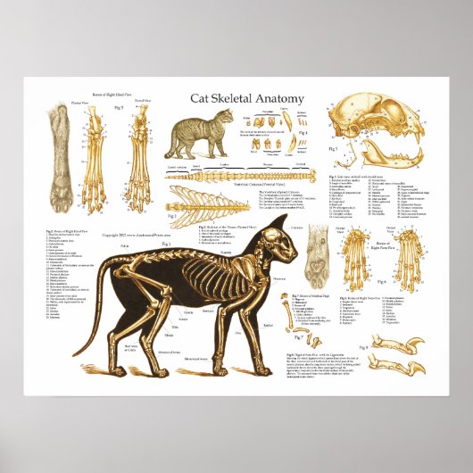 Kat kattenleukachtige anatomische Poster (Voorkant)